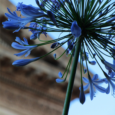 Agapanthus flower in front of Great Hall