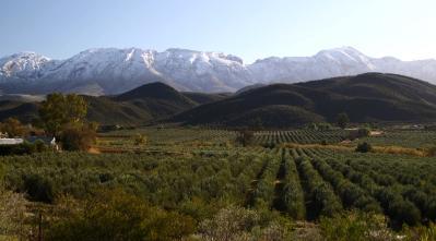 De Rustica is in one of the hidden valleys of the Klein Karoo, with its special rugged beauty and cold winters C make it an ideal spot for growing olives.