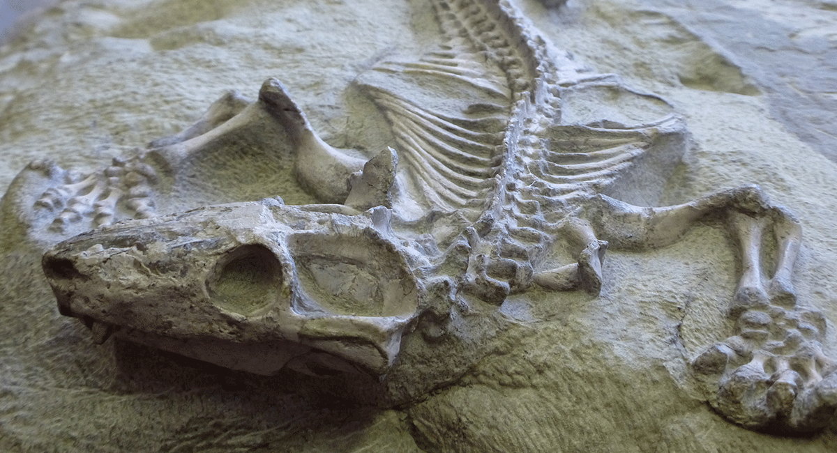Fossil-of-a-Galesaurus,-a-cynodont-closely-related-to-Thrinaxodon_Credit_Iziko-Museum-of-Natural-History 