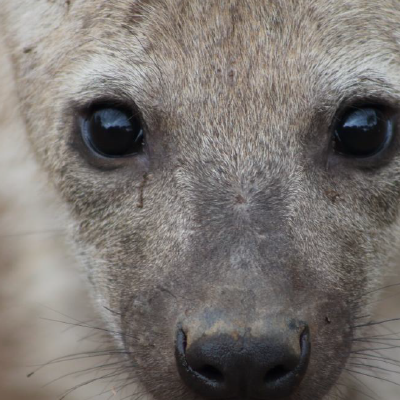 Spotted Hyena cub copyright Lindy Wolhuter