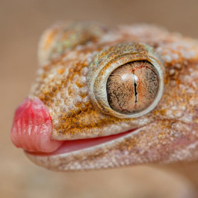 Gecko copyright Shivan Parusnath