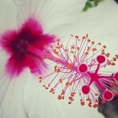 Wild hibiscus flower copyright Hiral Naik