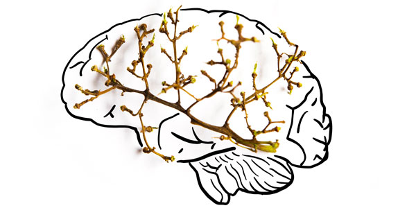 Artistic illustration of the brain using grape stems 600x300