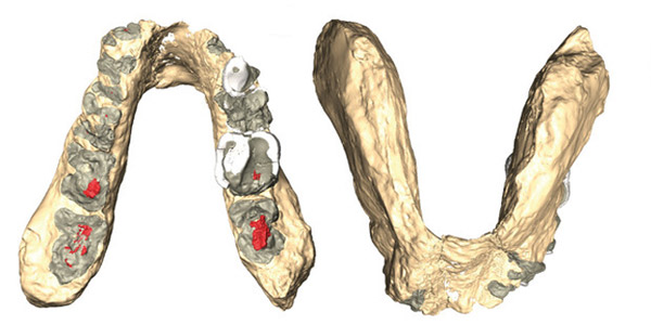 7.2-million-year-old pre-human remains found in Europe.
