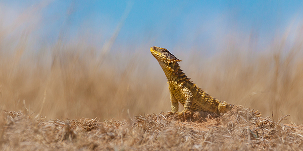 A Sungaser lizard in its natural environment. Picture: Shivan Parusnath.