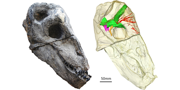 The brain of Moschops inside the transparent skull and in its inferred natural position.