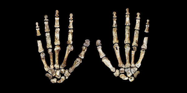 The complete hand of Homo naledi, shown in palmar (left) and dorsal (right) views. Credit: Peter Schmid_Wits University