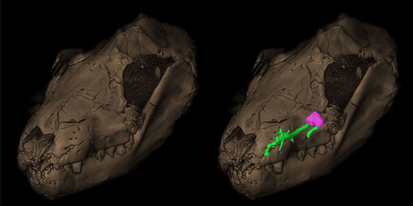 The maxillary canal for the trigeminal nerve (in green, right) and the corresponding pits on the snout (left) in a Therapsida Thrinaxodon