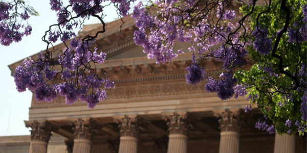Wits Great Hall and jacaranda blooms
