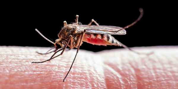 Mosquitoes and malaria | Curiosity 16: #Drugs ? /curiosity/