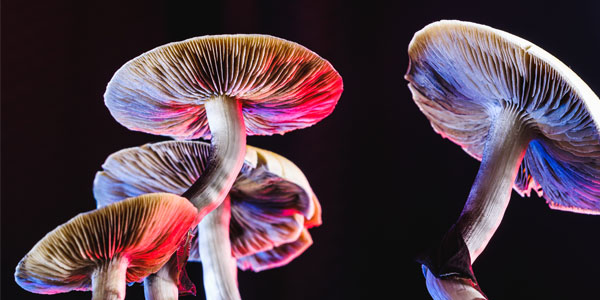 Psychedelics and mushrooms | Curiosity 16: #Drugs ? /curiosity/