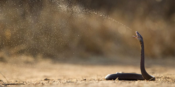 Snake and venom | Curiosity 16: #Drugs ? /curiosity/