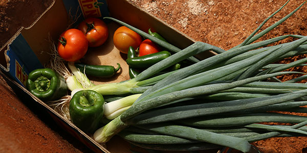 Harvested vegetables in box