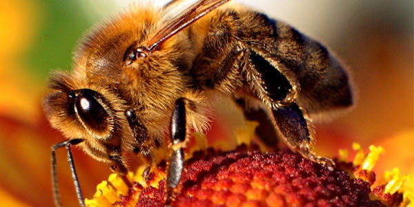 Honey bees are vital to ecology