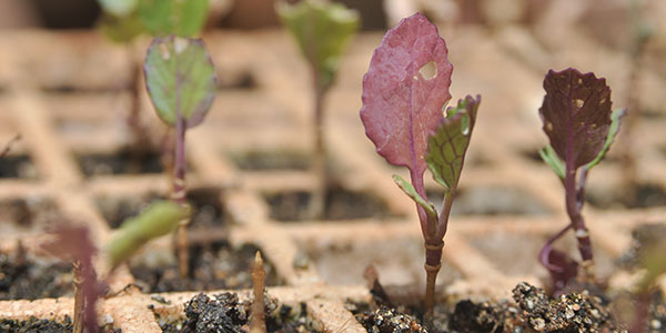 Close-up of seedlings