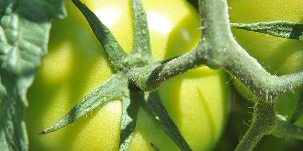 Close-up of green tomato