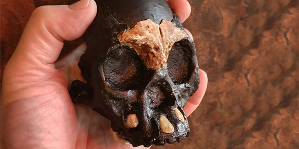 A reconstruction of the skull of Leti in the hand of Professor Lee Berger ? WITS UNIVERSITY