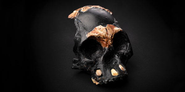 A reconstruction of the skull of Leti, the first Homo naledi child whose remains were found in the Rising Star cave in Johannesburg ? WITS UNIVERSITY