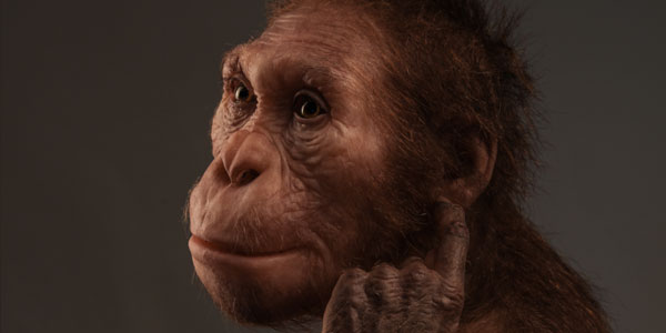 Life reconstruction of Australopithecus sediba commissioned by the University of Michigan Museum of Natural History (? Sculpture Elisabeth Daynes / Photo S. Entressangle). 