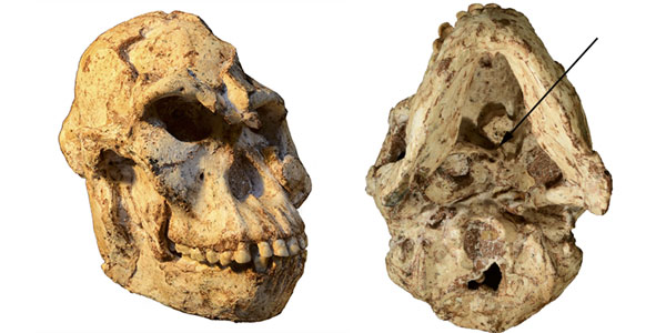 Pictures of the “Little Foot” skull. The inferior view (left) shows the original position of the first cervical vertebra still embedded in the matrix. Credit: R.J. Clarke.