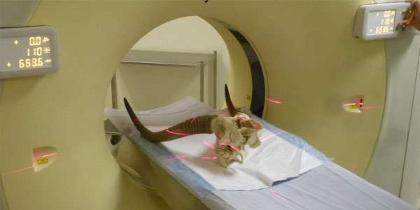 Reedbuck skull X-rayed at Donald Gordon Hospital in Johannesburg. ? Julien Benoit