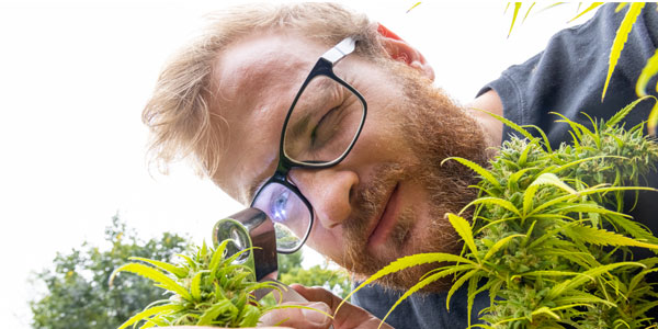 Constant Beckerling (photo) and Anlo van Wyk are developing new tech aimed at disrupting the booming cannabis