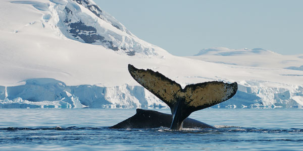 A whale swims in the icy oceans of the Arctic. The huge brains of whales and dolphins seem to have evolved to keep the neurons within their brain warm in cold oceanic environments. Credit: Dr. Olga Shpak
