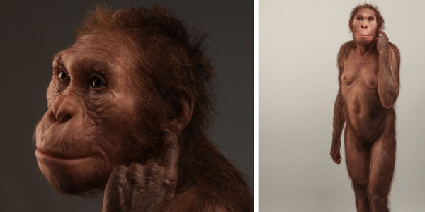 Life reconstruction of Australopithecus sediba com-missioned by the University of Michigan Museum of Natural History. [? Sculpture: Elisabeth Daynes / Photograph: S. Entres?sangle]