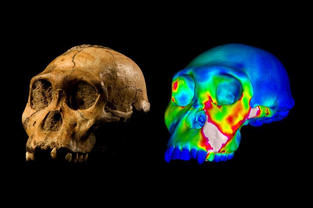 The fossilized skull of Australopithecus sediba specimen MH1 and a finite element model of its cranium depicting strains experienced during a simulated bite on its premolars. Warm colors indicate regions of high strain, while cool colors indicate regions of low strain. Image of MH1 by Brett Eloff. 